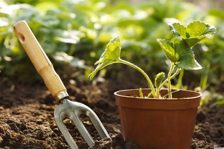 Cây cối không có khả năng ghi nhớ nhưng có thể nhận ra “người thân” của chúng nhằm cùng nhau phát triển tốt hơn.