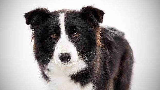Collie biên giới là giống chó chăn gia súc có nguồn gốc từ Anh thuộc dòng Collie, được coi là loài chó thông minh nhất.