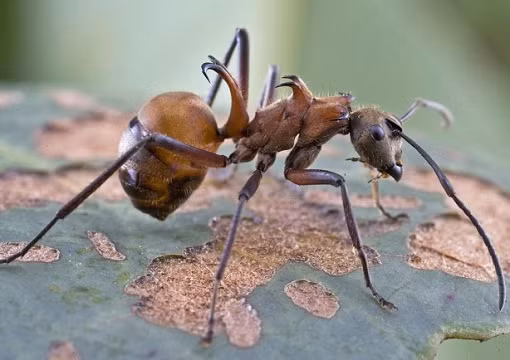 Có tên gọi là kiến câu cá (Fish-Hook Ant) nhưng loài kiến này lại dùng hai chiếc móc của nó để cắt nhỏ con mồi và thưởng thức.