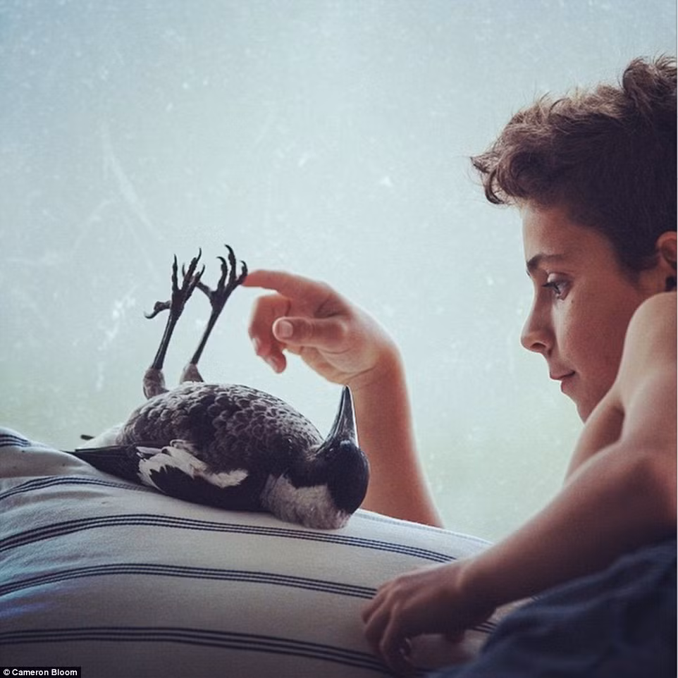 Mỗi buổi sáng Penguin sẽ tiễn những đứa trẻ đến trường bằng nụ hôn tạm biệt và sau đó vui mừng đập cánh chào đón những đứa trẻ khi chúng từ trường học về nhà.