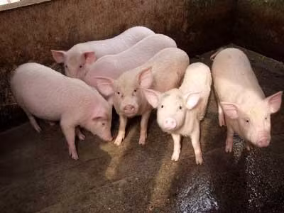 Lợn có lá phổi nhỏ.