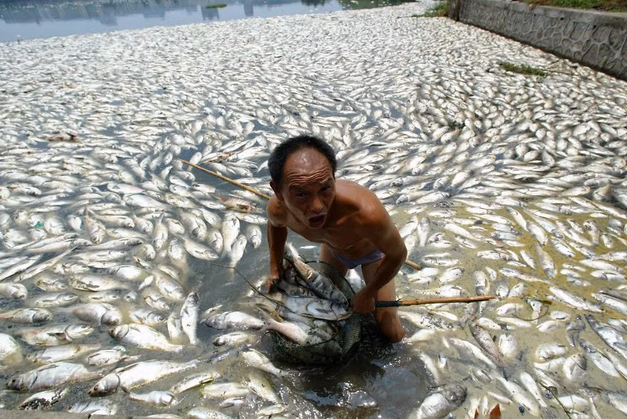 Một người đàn ông ở Vũ Hán, tỉnh Hồ Bắc đang vớt cá chết vì ô nhiễm.