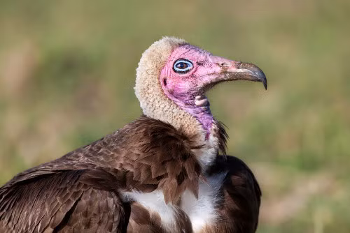 Kền kền Necrosyrtes monachus. Loài này được tìm thấy ở Châu Phi, cận Saharan. Chúng nhỏ hơn so với các loài khác. Nhờ đặc điểm này mà chúng nhanh nhẹn hơn và thường phát hiện ra xác chết sớm hơn. Chúng rất thông minh khi tìm kiếm thức ăn lúc thủy triều xuống. đây là thời điểm nhiều thực phẩm dạt vào bờ. Cuối năm 1980, số lượng loài kền kền bị suy giảm đáng kể. Vì vậy chúng được liệt vào danh sách có nguy cơ tuyệt chủng năm 2011.
