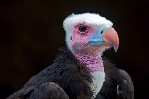 Kền kền đầu trắng (Trigonoceps occipitalis). Dù được gọi là kền kền đầu trắng nhưng khuôn mặt của nó đầy màu sắc. Giống như nhiều loài kền kền khác, kền kền đầu trắng ăn xác động vật thối và đôi khi săn cả những động vật có xương sống nhỏ. Trong nhiều thập kỷ qua, số lượng cá thể loài này bị suy giảm nhiều, chỉ còn khoảng 20.000 cá thể đang tồn tại.