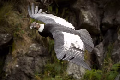 Kền kền khoang cổ (Vultur gryphus). Loài kền kền này chủ yếu sống tại Nam Mỹ trong dãy Andes. Mặc dù là biểu tượng quốc gia của một số nước Nam Mỹ nhưng hiện nay nó đã bị suy giảm về số lượng do mất môi trường sống và ngộ độc xác chết bị giết bởi thợ săn.