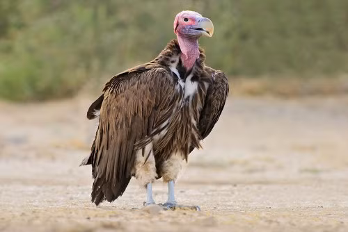Kền kền Cựu Thế giới (Torgos tracheliotus). Loài kền kền này còn được biết đến với cái tên kền kền Nubian. Chúng được tìm thấy ở các nước Châu Phi. Loài kền kền này không có thính giác tốt như các loài kền kền khác, vì vậy chúng thường tìm kiếm thức ăn bằng mắt. Đáng buồn thay, cá thể kền kền Cựu Thế giới hiện bị suy giảm đáng kể do hoạt động của con người. Chỉ còn khoảng 9.000 cá thể kền kền Cựu Thế giới còn tồn tại trên thế giới.