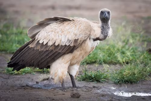 Kền kền lưng trắng, (Gyps africanus). Loài này rất thích những vùng đất thấp, thảo nguyên và có thể làm tổ trên cây cao. Chúng được tìm thấy từ Nam Phi đến Sahara, hầu khắp các châu lục từ đông sang tây. Là kền kền phổ biến nhất ở Châu Phi nhưng loài này cũng đang bị suy giảm đáng kể. Theo ước tính, theo đà suy giảm này, kền kền lưng trắng có thể bị tuyệt chủng vào năm 2034, thậm chí là sớm hơn.