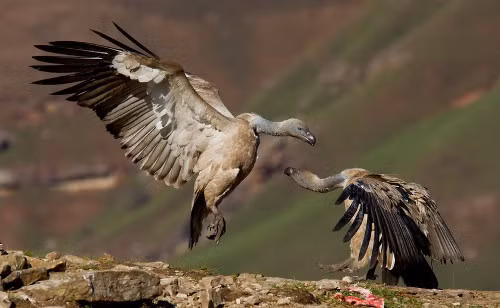 Kền kền Gyps coprotheres. Loài kền kền này được tìm thấy ở miền nam Châu Phi. Không giống như một số loài kèn kền đơn độc khác, chúng thích sống theo nhóm. Chúng xây tổ và chia sẻ thức ăn với nhau. Hiện nay, chúng cũng bị xếp vào danh sách bị tuyệt chủng do số lượng cá thể bị suy giảm vì hoạt động nông nghiệp.