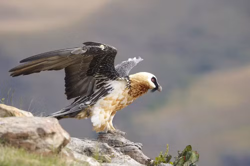 Kền kền râu (Gypaetus barbatus). Đây là một trong số ít các loài có bộ râu trên khuôn mặt. Chính vì vậy mà chúng được gọi là kền kền râu. Loài chim này không chỉ ăn xác thối mà đôi khi còn giết chết con mồi sống như rùa, thỏ rừng. Năm 2014, loài chim ít được quan tâm nhất này bị liệt kê vào danh sách nguy cơ tuyệt chủng cao. Ước tính có khoảng 10.000 cặp kền kền râu còn tồn tại trên thế giới.