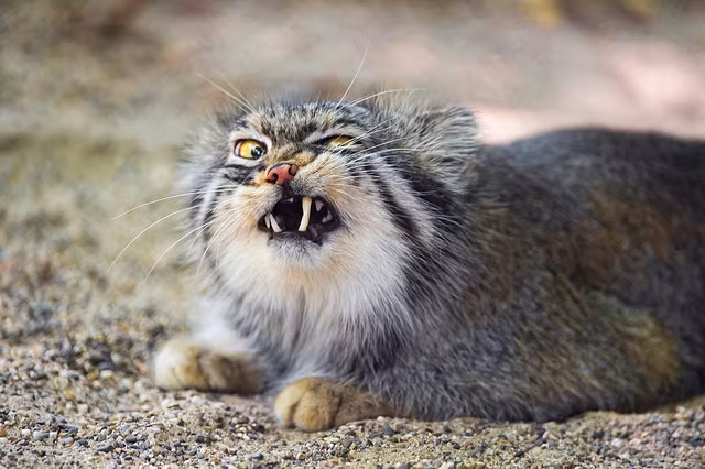 Các hàm ngắn hơn có ít răng hơn so với thông thường ở các loài mèo, với cặp răng tiền hàm đầu tiên của hàm trên bị thiếu. Chú mèo đang khó chịu với thứ mắc ở răng mình.