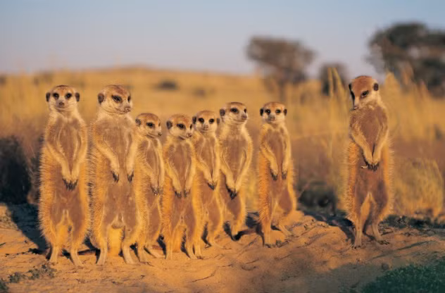 Tuy tên tiếng Anh có chữ “mèo”, nhưng cả chồn đất châu Phi và cầy mangut (meerkats and civet cats) đều không dính dáng gì đến họ nhà mèo mà thực chất lại là anh em của loài cầy lỏn và chồn, nhất là cơ thể vừa dài vừa dẻo dai.