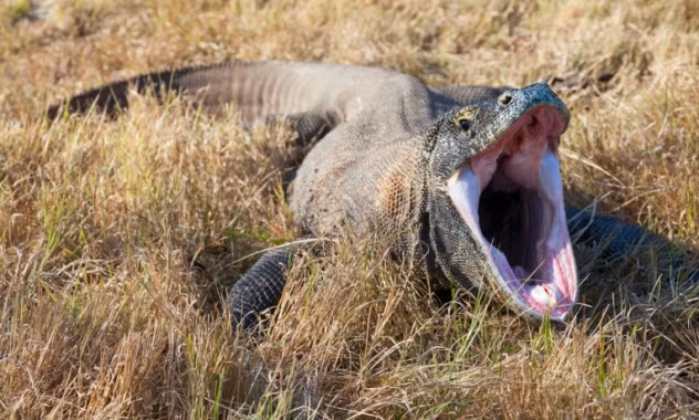 Với kích thước lên tới 3m, thân hình kỳ quái cùng nọc độc kinh hoàng, rồng Komodo được coi là loài thằn lằn to lớn nhất. Nghiên cứu cũng đã chỉ ra rồng Komodo có họ hàng rất gần với khủng long Allosaurus sống cách đây 150 triệu năm trước.