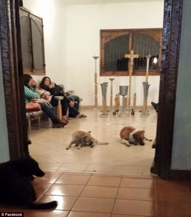 Tuy nhiên sau giây phút ngạc nhiên, gia đình vẫn để những chú chó vào gần linh cữu của bà Margarita.