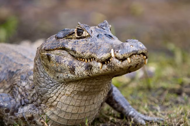 Cá sấu caimans, một trong 23 loài cá sấu còn sống tới hiện nay. Do thân hình nhỏ hơn nhiều lần so với khủng long, chúng đã bảo tồn được giống loài và sinh sản tới bây giờ.