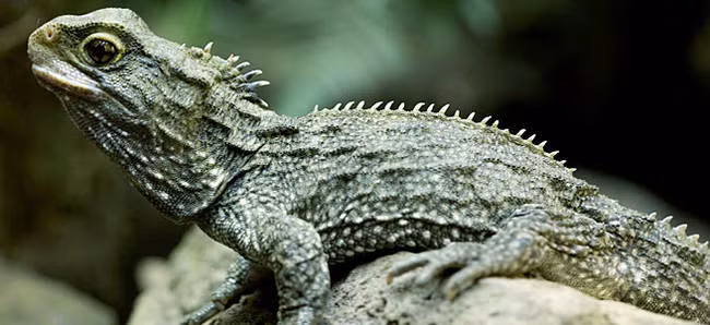 Tắc kè Tuatara, thành viên còn sống cuối cùng của gia đình họ sphenodontian, được xem là hóa thạch sống, hậu duệ của khủng long, tác kè Tuatara vẫn còn sống và khỏe mạnh. Chúng cư trú ở New Zealand.