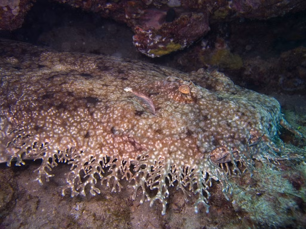 Một trong những loài cá mập quái dị là cá mập wobbegong, hay cá mập thảm. Loài này là bậc thầy về ngụy trang bằng cách lợi dụng tấm da lốm đốm và những chiếc râu để ẩn thân trong lớp cát dưới đáy đại dương và phục kích con mồi.