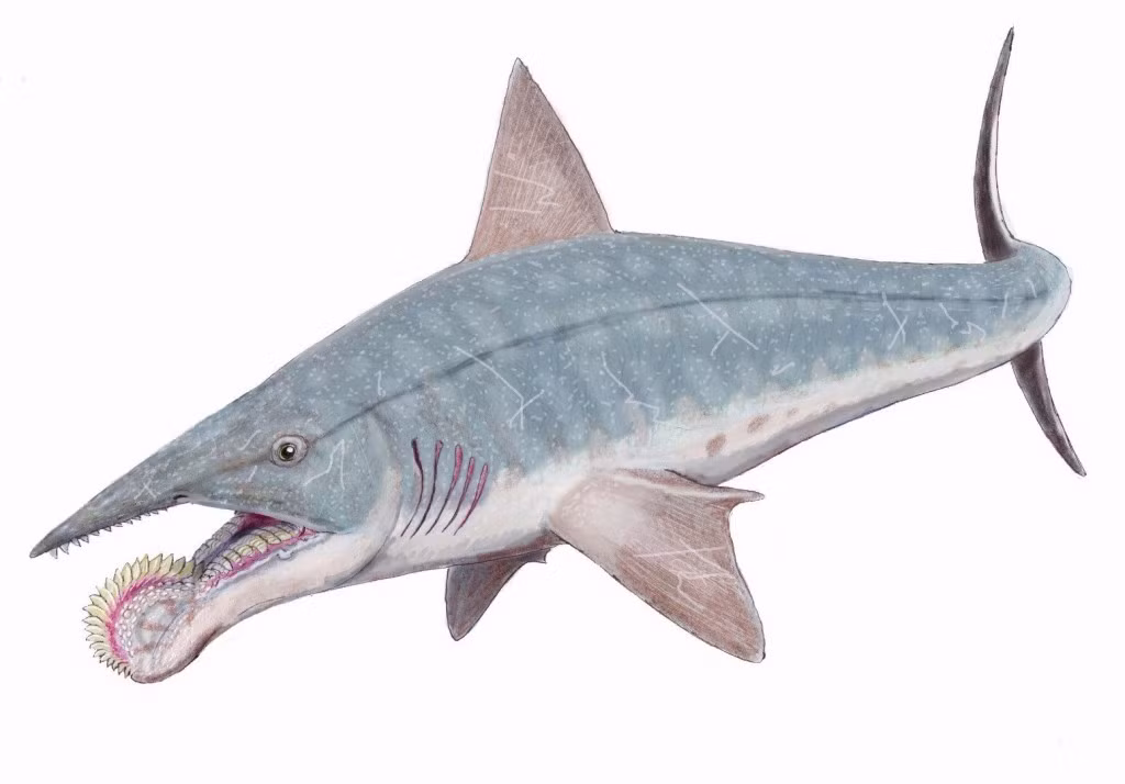 Cũng đã bị tuyệt chủng như Megalodon, các hóa thạch của cá mập miệng xoắn cho thấy các cụm răng được bố trí như một cái cưa vòng, được sử dụng để tự vệ và sẵn sàng cho các cuộc tấn công.