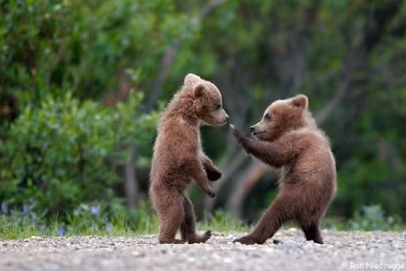 Gấu xám là loài gấu mới xuất hiện ở Bắc Mỹ. Tuy châu lục này đã từng có nhiều loài gấu lớn trước đó, trong đó có cả gấu mặt ngắn khổng lồ, nhưng gấu xám chỉ mới tới đây từ khoảng 50.000-100.000 năm trước.