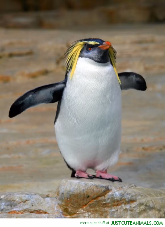 Rockhopper có túm lông đính đặc biệt trên đầu, có màu vàng, mắt nhỏ màu đỏ, cổ ngắn, lông dày, đuôi ngắn hình chữ V và cứng. Chú chim cánh cụt nhỏ bé của chúng ta sau này cũng sẽ có diện mạo rất độc đáo này.