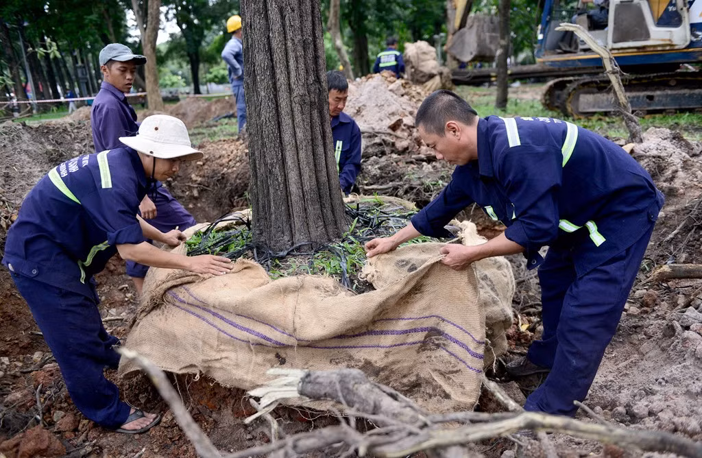 Để bứng chuyển đi nơi khác, sau khi đào đất, cắt bớt rễ xung quanh, công nhân bọc và buộc chặt giữ đất lại cho cây.