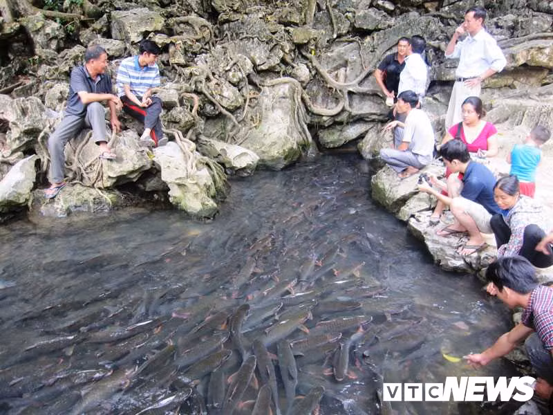 Đàn cá luôn bơi hướng về trong hang.