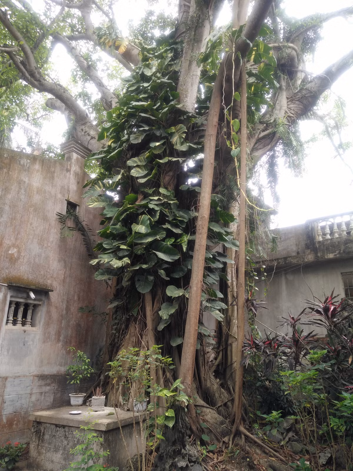 Cây đa mấy trăm năm tuổi trong Phủ Bà, tương truyền trước kia tướng quân Nguyễn Chích cắm cờ tại đây để khởi nghĩa.
