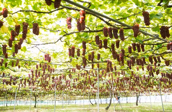 Một trái nho Ruby Roman đạt chuẩn khi hàm lượng đường phải đạt ít nhất 18% và nặng từ 20 gram trở lên. Ảnh: Budouen.