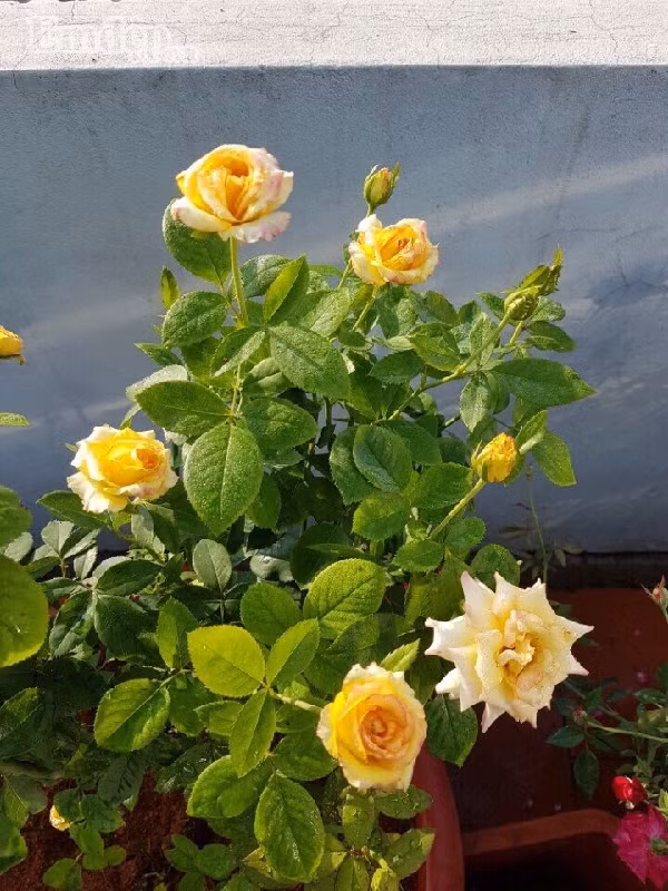 Chị thường thu xếp buổi sáng sớm, tối muộn và mỗi cuối tuần đều đặn bón phân, tưới nước... cho cây.
