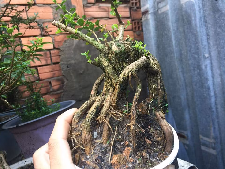 Bonsai sam hương với bộ rễ rêu phong. Ảnh: Facebook.