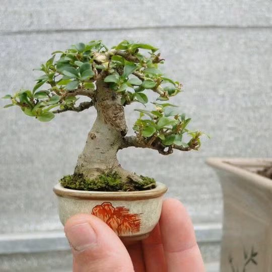 Cây sung mang ý nghĩa tốt đẹp cho gia chủ, giúp cho gia chủ làm ăn phát đạt, cuộc sống sung túc hơn. Ảnh: Bonsaiart.