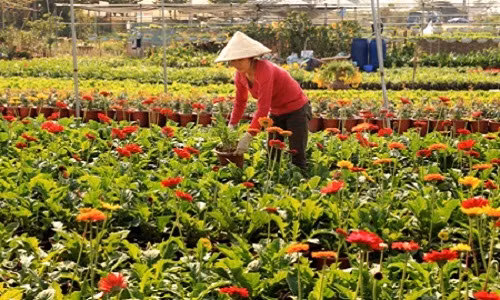 Sắp tới từ 16 đến 20/12/2017, xã Xuân Quan (Văn Giang) sẽ tổ chức lễ hội hoa lần thứ nhất với 100 gian hàng hoa tươi các loại. Ảnh: Baohungyen.