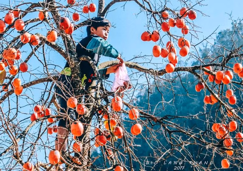 Nhìn từ xa, cây hồng chín đỏ tuyệt đẹp giữa núi rừng. Ảnh: Vietq.
