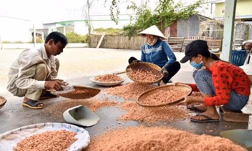 Tôm phơi khoảng 2 nắng là vỏ khô và giòn. Sau đó, tôm được cho vào vải, dùng chày hoặc chai đập nhẹ cho vỏ bong rồi đổ ra rỗ sàng vỏ cho sạch. Ảnh: Dân Việt.