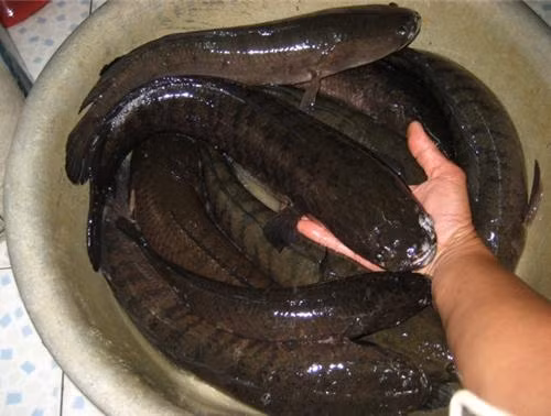 Người làm khô cá có kinh nghiệm sẽ phân loại những con có cùng kích thước để đảm bảo quy trình tẩm ướp hương vị đều nhau. Ảnh: Dulichmientay.