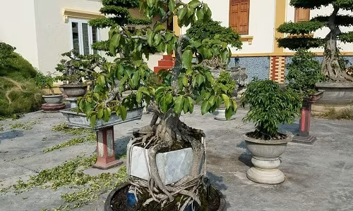 Bộ rễ tràn quấn chặt đế thật kỳ quái. Ảnh: Vuondaicuong.