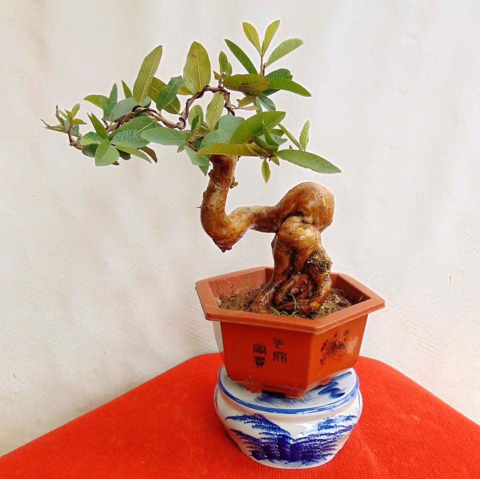 Bên cạnh những cây cổ thụ, năm nay, thị trường xuất hiện khá nhiều chậu bonsai ổi mini.