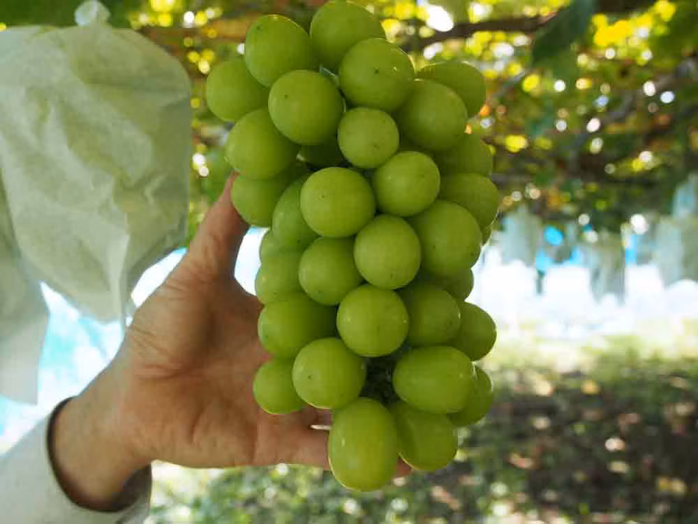 Nho trồng tại vùng Okayama kết thành từng chùm to, trọng lượng có thể đạt hơn 1kg/chùm. Ảnh: Kankou-komagane.