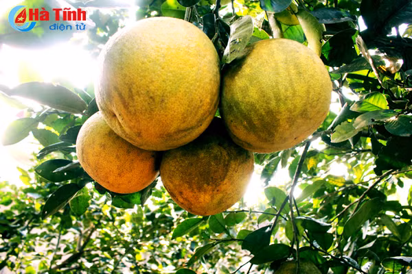Được biết, mới đây Hội Nông dân xã Đức Lập đã hỗ trợ giống cho người dân trồng thêm 1.500 gốc bưởi Diễn và tổ chức tập huấn cho các hộ trồng mới để bà con có thêm kinh nghiệm trong chăm sóc giống cây này.