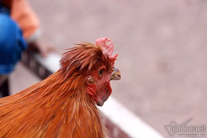 Một số con gà có bạt lông dài mọc trên đầu giống như đội mũ (Ảnh: Vietnamnet)