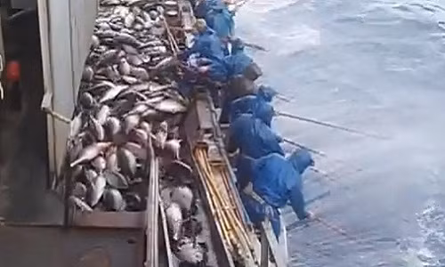 Khi khoang đầy, cá ngừ thường được vận chuyển bằng dây chuyền tự động.