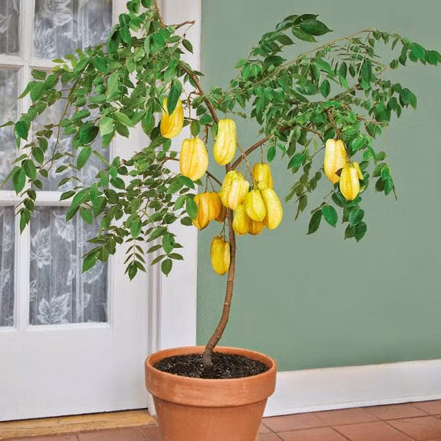 Một chậu khế không chỉ giúp trang trí nhà cửa, lấy bóng mát mà còn cho ăn quả. Cây khế nhỏ có đường kính từ 10 cm đến 20 cm, thích hợp trồng sân vườn nhỏ ở nhà phố. Ảnh: Moitruong.