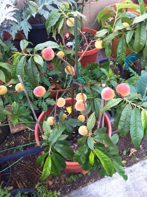 Kỹ thuật trồng cây đào không khó nên thích hợp để trồng làm kiểng cho khu vườn của mình. Ảnh: Dân Việt.