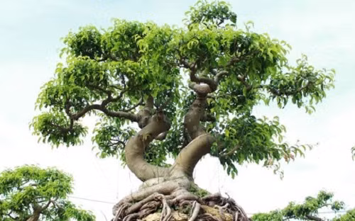 Tất cả cây trong vườn đều do ông tự tay cắt tỉa dựa trên dáng cây truyền thống mà các cụ ngày xưa đã làm. Ảnh: Vietnamnet.