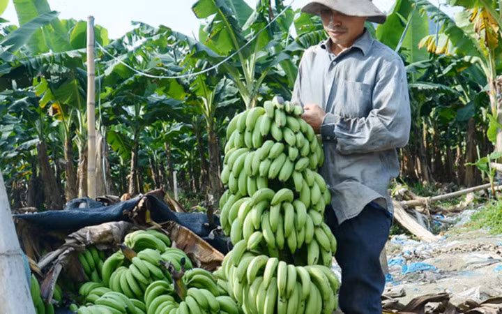 Hàng trăm tấn chuối chín vàng nhưng người dân không buồn thu hoạch vì giá rẻ như bèo, chỉ còn hơn 1 nghìn đồng mỗi kg (Ảnh: Báo Lào Cai)