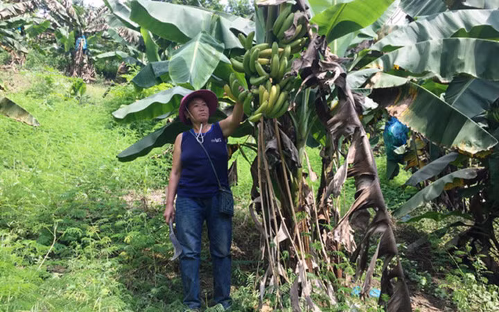 Những ngày qua, giá chuối ở Lào Cai xuất đi Trung Quốc rớt thê thảm, hàng trăm tấn chuối chín vàng nhưng người dân không mặn mà thu hoạch (Ảnh: Nông nghiệp Việt Nam)
