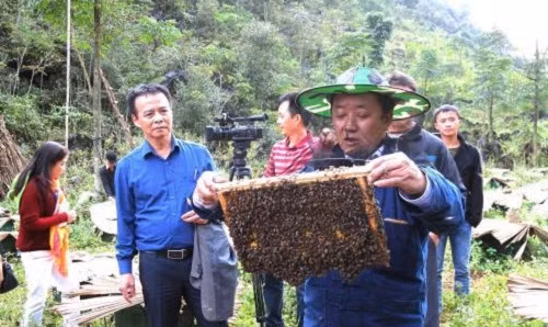 Với giá bán hiện nay khoảng 700.000 đồng/lít, nghề nuôi mật ong bạc hà mang lại nguồn thu nhập ổn định cho người dân. Ảnh: TTXVN.