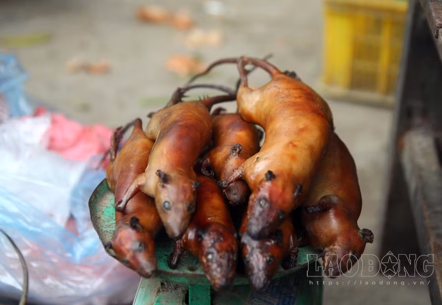 Giá bán thịt chuột từ 100 – 120.000 đồng/kg, nhiều hộ gia đình mỗi đêm bẫy được khoảng 7-10 kg chuột đồng, bỏ túi từ 500 -1 triệu mỗi ngày.