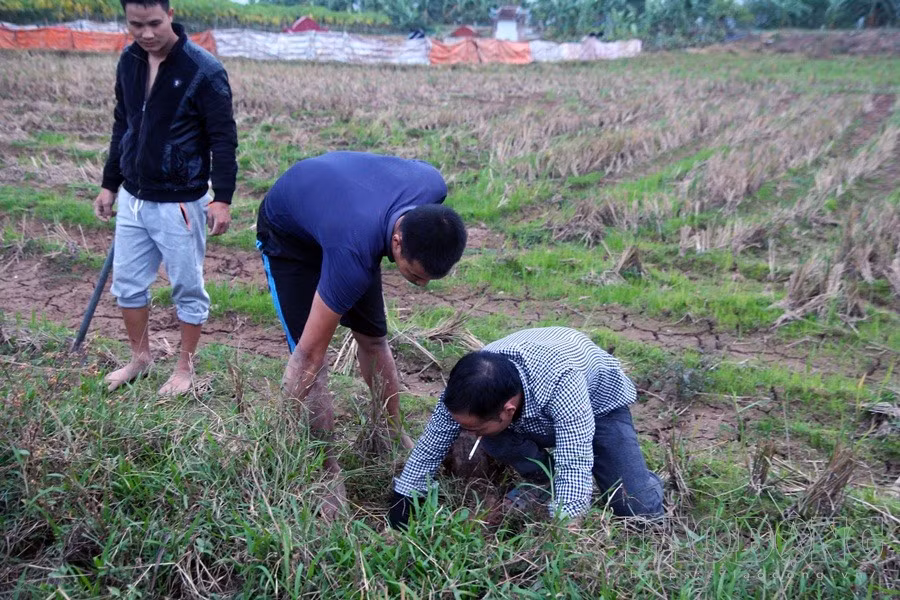 Theo người dân, thịt chuột đồng vừa ăn ngon vừa diệt được mầm họa phá mùa lúa, giúp cho bà con thôn xóm có đảm bảo năng suất lúa.