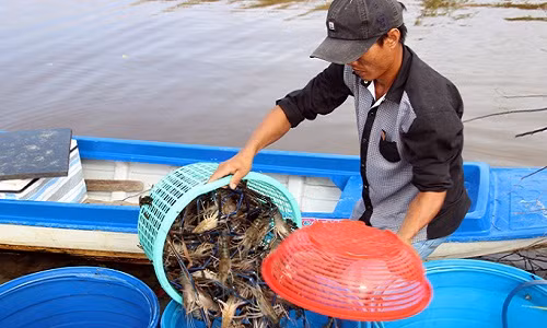 Chỉ trong một năm, diện tích nuôi tôm càng xanh trên ruộng lúa của huyện Thới Bình (Cà Mau) tăng lên 4.000 ha so với năm 2016, lên gần 12.000 ha. Ảnh: Dân Việt.
