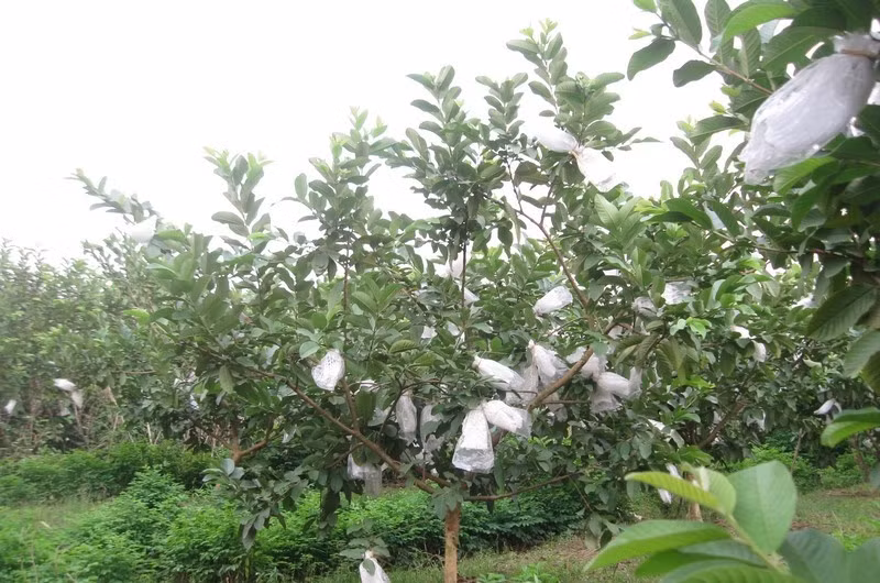 Quả ổi to, ít hạt, trọng lượng quả trung bình 3 - 4 lạng/quả. Ảnh: Baohungyen.